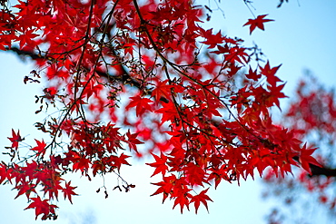 Red Japanese maple tree in autumn, Kyoto, Japan, Asia