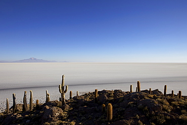 Cacti on Isla de los Pescadores, and salt flats, Salar de Uyuni, Southwest Highlands, Bolivia, South America