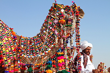 A decorated camel at camel decoration competition during desert festival, Jaisalmer, India