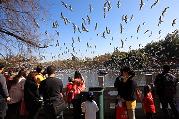 Gulls are flying at Green Lake. Kunming city of Yunnan province, China