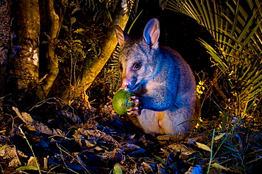 Brushtail possum feeding on fallen fruit, New Zealand