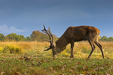 Stag Red Deer feeding in autumn, GB