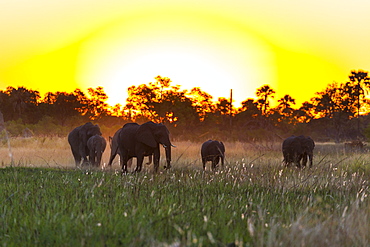 African Elephants in the evening, Okavango Delta Botswana