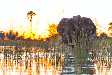 African Elephants at dawn, Okavango Delta Botswana