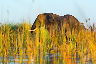 African Elephant, Okavango Delta Botswana