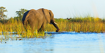 African Elephant in water, Okavango Delta Botswana