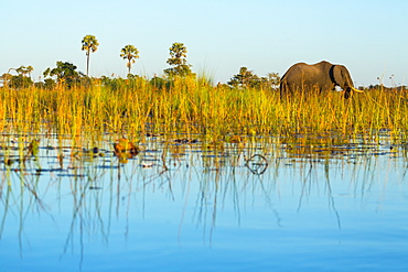 African Elephant, Okavango Delta Botswana