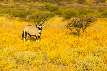 Gemsbok, Kalahari Botswana