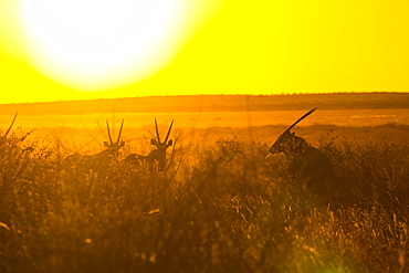 Gemsbok, Kalahari Botswana