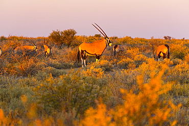 Gemsbok at sunset, Kalahari Botswana