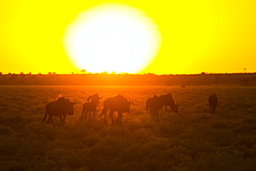 Wildebeest at dusk, Kalahari Botswana