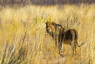 Lion in tall grass, Kalahari Botswana