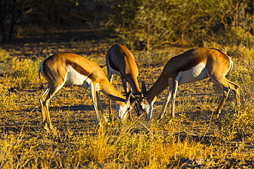 Fight Springboks, Kalahari Botswana