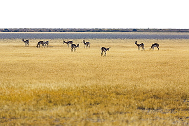 Springboks, Kalahari Botswana