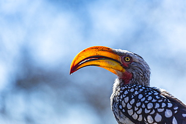 Southern Yellow-billed Hornbill , Kalahari Botswana