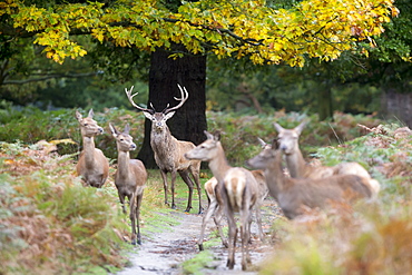 Stag Red Deer standing among hinds in autumn, GB