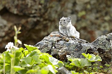 Collared Pika on rock, Denali NP Alaska