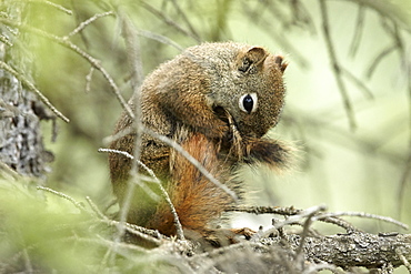 American Red squirrel grooming, Alaska Denali NP 