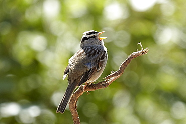 White crowned sparrow  on a branch, Denali NP Alaska 