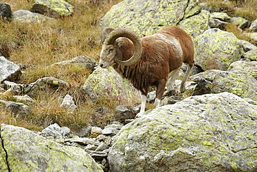 European Mouflon male on rock, Mercantour Alpes France