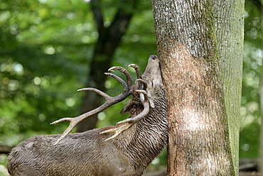 Male red deer during rutting, France 