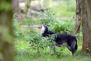 Timberwolf howling