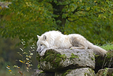 Lying on a rock arctic wolf 