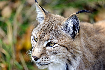 Portrait of Eurasian lynx