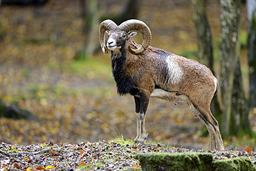 Corsican mouflon undergrowth