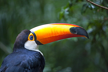 Portrait of Toco Toucan, Parana Brazil 