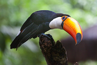 Toco Toucan on a branch, Parana Brazil 