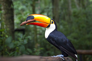 Toco Toucan on a branch, Parana Brazil 