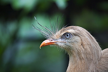 Portrait of Red-legged Seriema, Parana Brazil