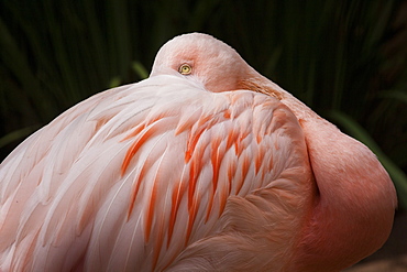 Portrait of Chilean Flamingo, Bird Park Brazil 