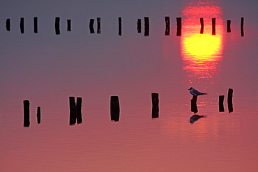 Black-headed Gull on a stake in a coastal marsh, France