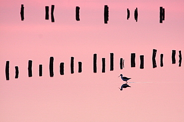 White Stilt and picket in a coastal marsh, France 