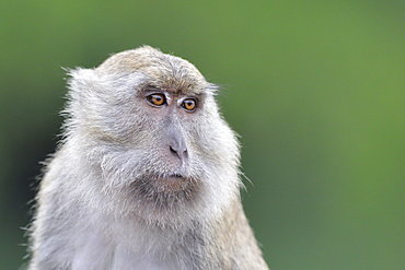 Portrait of Long-tailed macaque, Indonesia 