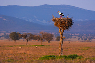 White Stork in nest, CabaÃ±eros NP  Montes de Toledo  Spain 