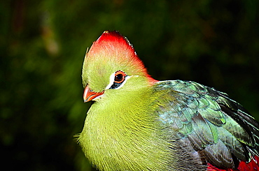 Portrait of Fischer's Turaco, Zoo Doue la Fontaine France 