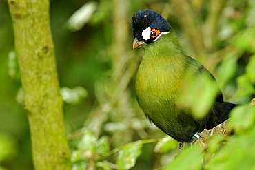 Hartlaub's Turaco, Zoo Doue la Fontaine France 