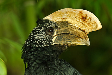 Silver-cheeked hornbill , Zoo Doue la Fontaine France 