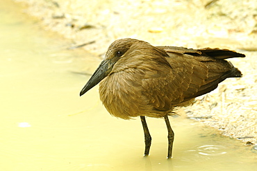 Hamerkop in water, Zoo Doue la Fontaine France 