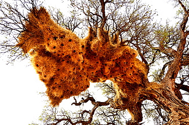 Sociable Weaver nests on a tree, Namibia 