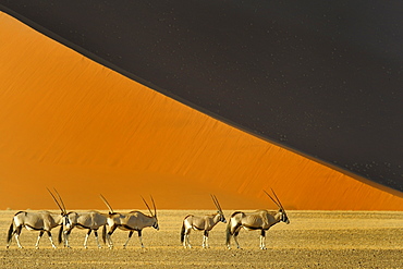 Gemsbok before a dune, Namib Desert Namibia 