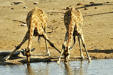 Giraffes drinking at the waterhole, Etosha Namibia