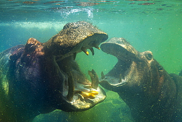 Hippos underwater Bioparc Valencia, Spain