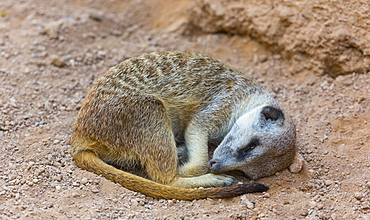 Meerkat resting on sand 