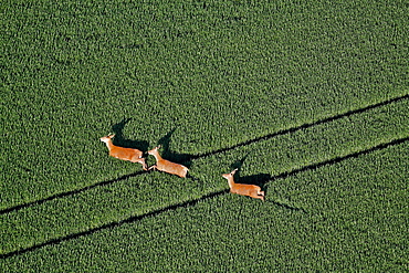 Red deer in a field of wheat, Picardy France 