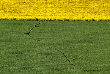 Deer in a field of wheat, Picardy France 