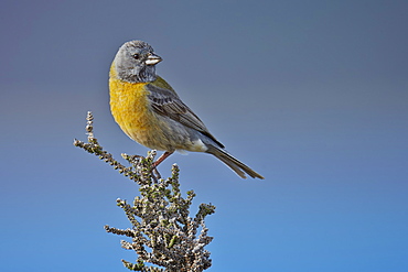 Grey-hooded Sierra-finch male, Torres del Paine NP Chile